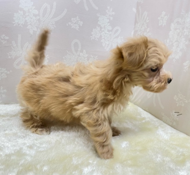 いっぱいかまって💖ハーフ犬(マルチーズ×トイプードル)(アプリコット)🍎女の子💕2026年2月14日生まれ マルプー