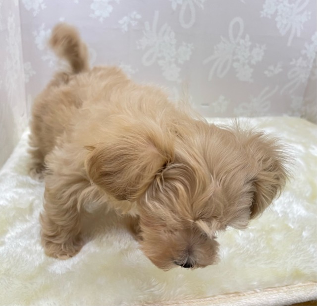 いっぱいかまって💖ハーフ犬(マルチーズ×トイプードル)(アプリコット)🍎女の子💕2026年2月14日生まれ マルプー