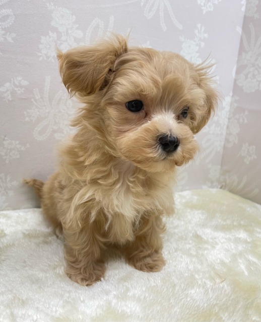 いっぱいかまって💖ハーフ犬(マルチーズ×トイプードル)(アプリコット)🍎女の子💕2026年2月14日生まれ マルプー