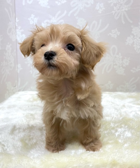 いっぱいかまって💖ハーフ犬(マルチーズ×トイプードル)(アプリコット)🍎女の子💕2026年2月14日生まれ マルプー
