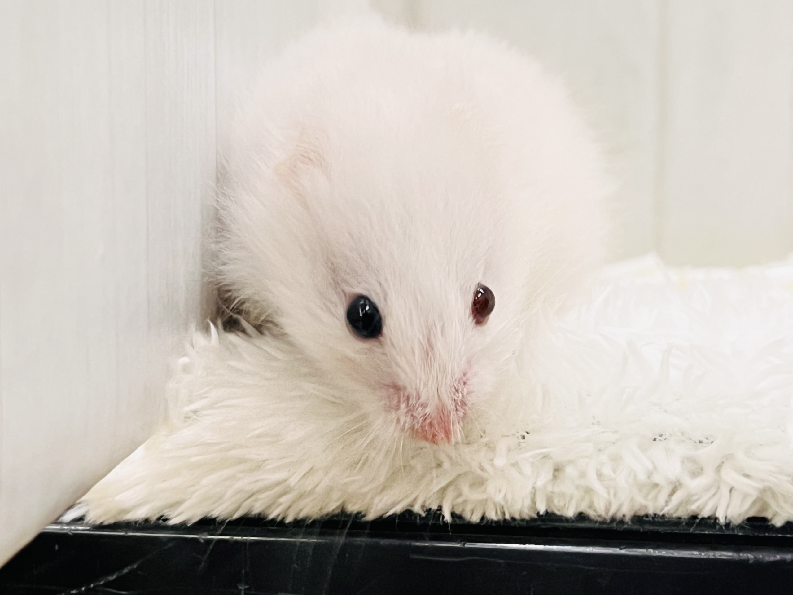 ゴールデンハムスター