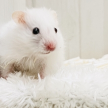 素敵なサプライズ🎁✨オッドアイのゴールデンハムスター君💙のホワイトロング‼︎