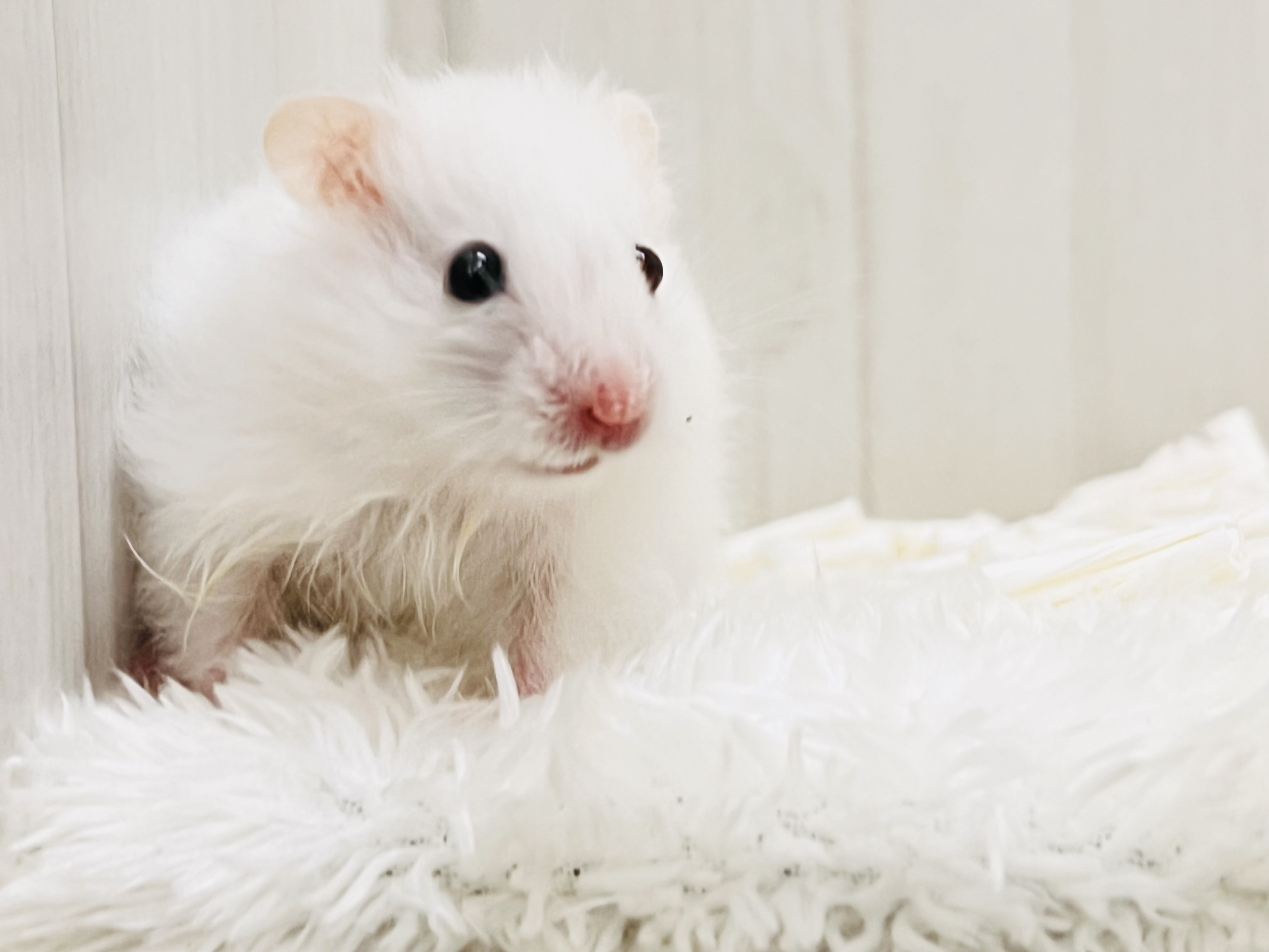 素敵なサプライズ🎁✨オッドアイのゴールデンハムスター君💙のホワイトロング‼︎