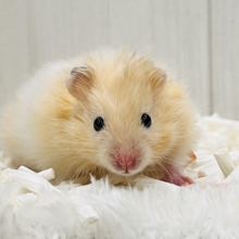 ふさふさ〜♡艶々爆毛カラーハムスター！大人気のクリームバンデッド君💙