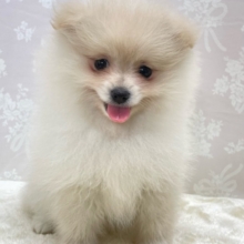 ✨ポメスマイル꒰ ՞•ﻌ•՞ ꒱✨ポメラニアン(クリーム)🍨女の子💖2026年2月15日生まれ