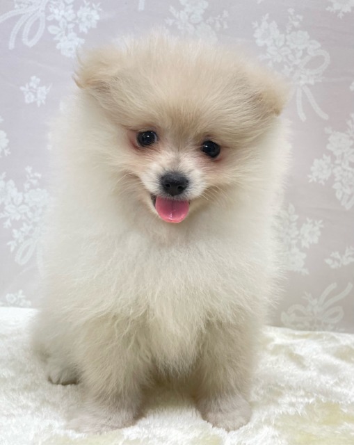 ✨ポメスマイル꒰ ՞•ﻌ•՞ ꒱✨ポメラニアン(クリーム)🍨女の子💖2026年2月15日生まれ ポメラニアン
