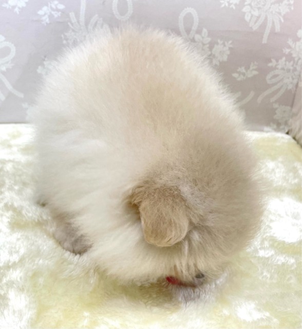 ✨ポメスマイル꒰ ՞•ﻌ•՞ ꒱✨ポメラニアン(クリーム)🍨女の子💖2026年2月15日生まれ ポメラニアン