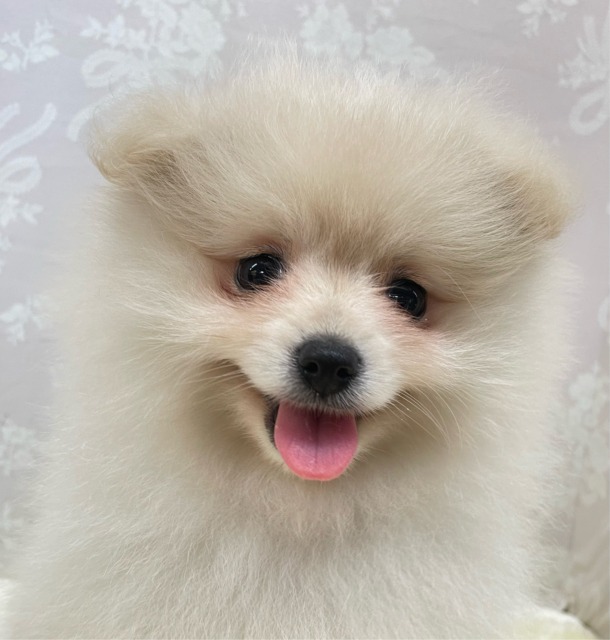 ✨ポメスマイル꒰ ՞•ﻌ•՞ ꒱✨ポメラニアン(クリーム)🍨女の子💖2026年2月15日生まれ ポメラニアン