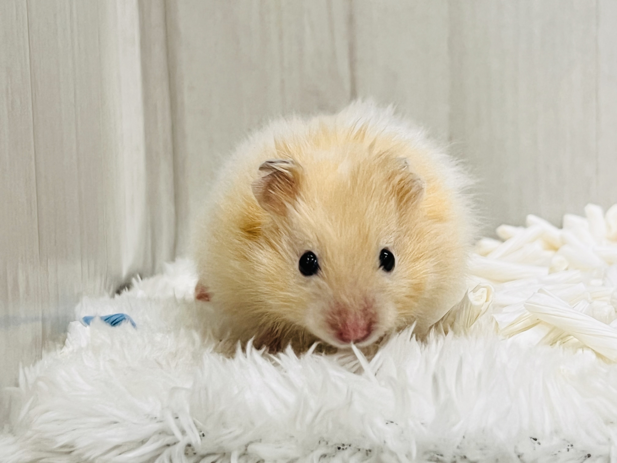 ゴールデンハムスター