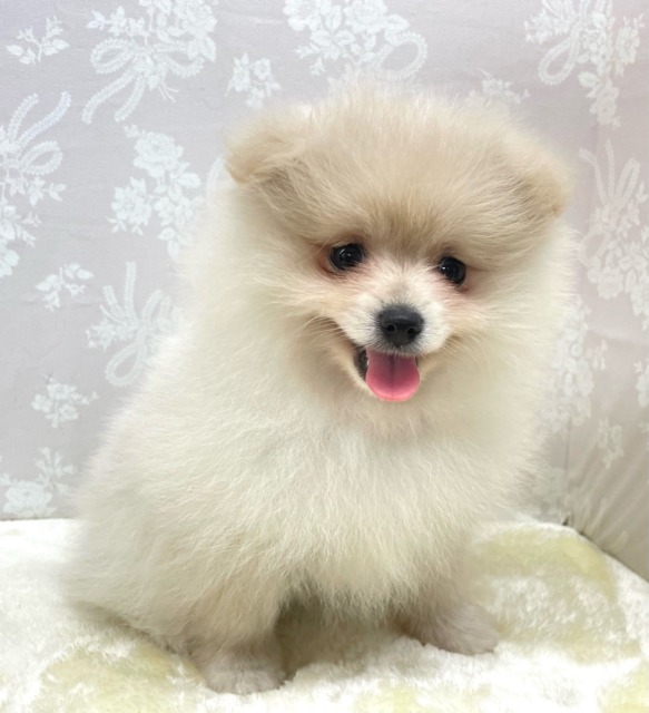 ✨ポメスマイル꒰ ՞•ﻌ•՞ ꒱✨ポメラニアン(クリーム)🍨女の子💖2026年2月15日生まれ ポメラニアン