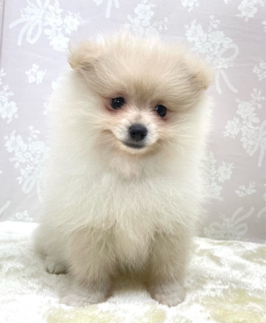 ✨ポメスマイル꒰ ՞•ﻌ•՞ ꒱✨ポメラニアン(クリーム)🍨女の子💖2026年2月15日生まれ ポメラニアン