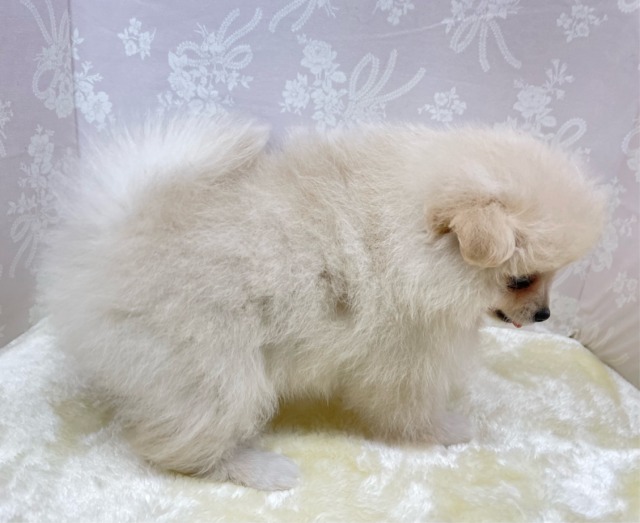 ✨ポメスマイル꒰ ՞•ﻌ•՞ ꒱✨ポメラニアン(クリーム)🍨女の子💖2026年2月15日生まれ ポメラニアン