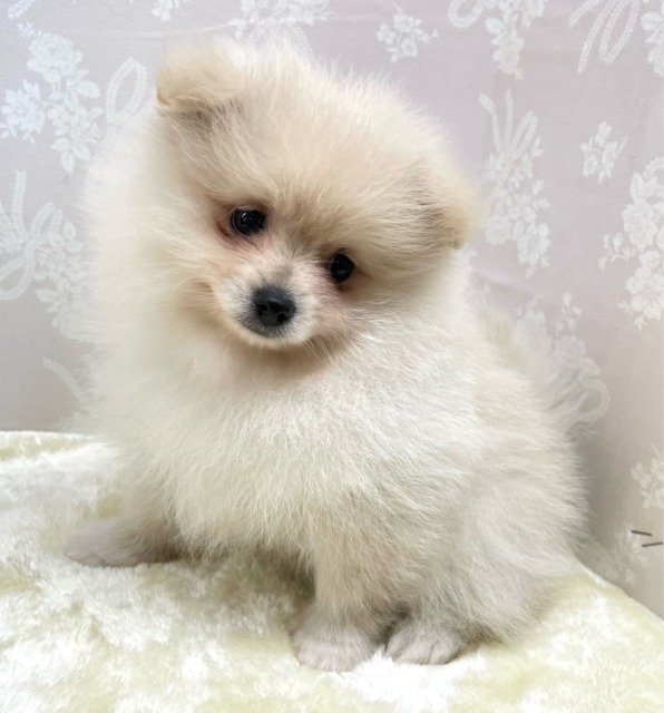 ✨ポメスマイル꒰ ՞•ﻌ•՞ ꒱✨ポメラニアン(クリーム)🍨女の子💖2026年2月15日生まれ ポメラニアン