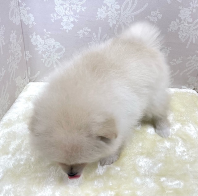 ✨ポメスマイル꒰ ՞•ﻌ•՞ ꒱✨ポメラニアン(クリーム)🍨女の子💖2026年2月15日生まれ ポメラニアン