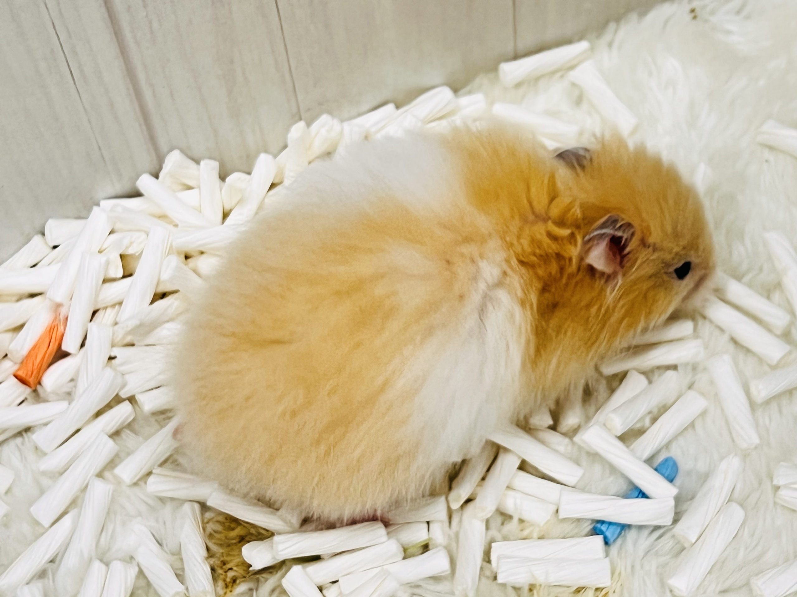 ゴールデンハムスター