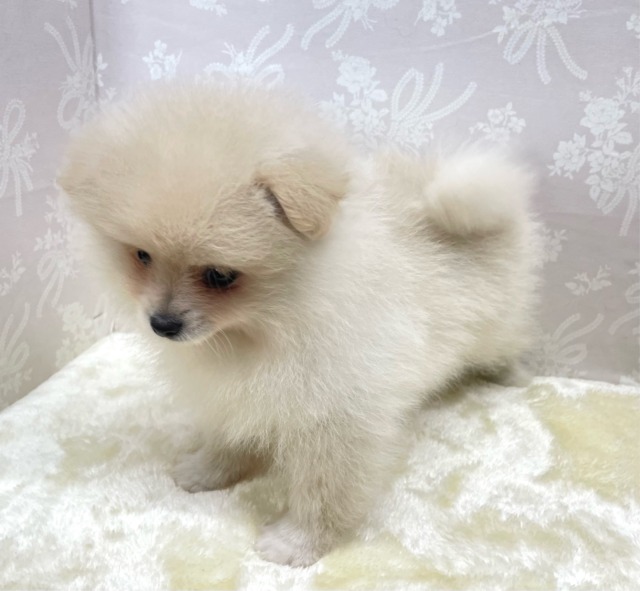 ✨ポメスマイル꒰ ՞•ﻌ•՞ ꒱✨ポメラニアン(クリーム)🍨女の子💖2026年2月15日生まれ ポメラニアン