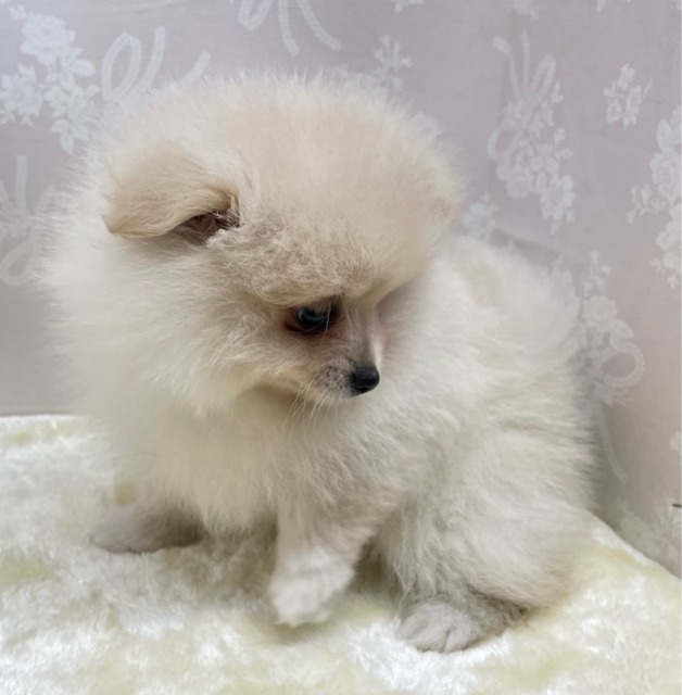 ✨ポメスマイル꒰ ՞•ﻌ•՞ ꒱✨ポメラニアン(クリーム)🍨女の子💖2026年2月15日生まれ ポメラニアン
