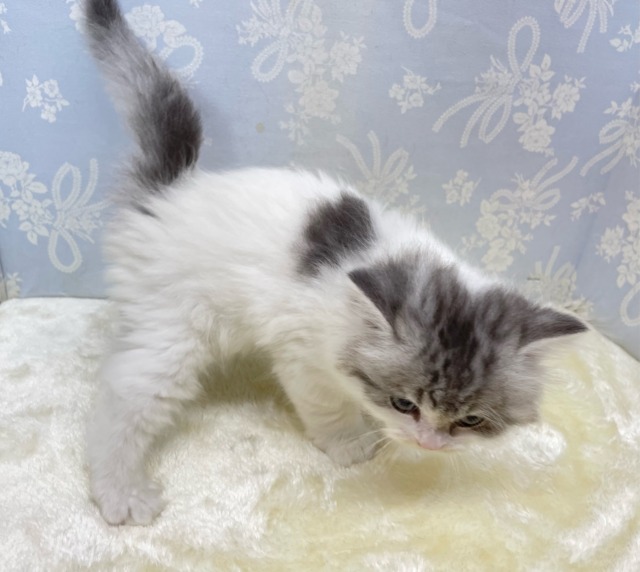おもちゃよこせ( ˙꒳˙ᐢ )スコティッシュフォールド(ブルータビー&ホワイト)💙男の子🤍2026年2月14日生まれ スコティッシュフォールド