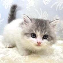 おもちゃよこせ( ˙꒳​˙ᐢ )スコティッシュフォールド(ブルータビー＆ホワイト)💙男の子‎🤍2026年2月14日生まれ