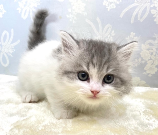 おもちゃよこせ( ˙꒳˙ᐢ )スコティッシュフォールド(ブルータビー&ホワイト)💙男の子🤍2026年2月14日生まれ スコティッシュフォールド