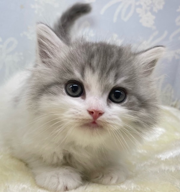 おもちゃよこせ( ˙꒳˙ᐢ )スコティッシュフォールド(ブルータビー&ホワイト)💙男の子🤍2026年2月14日生まれ スコティッシュフォールド