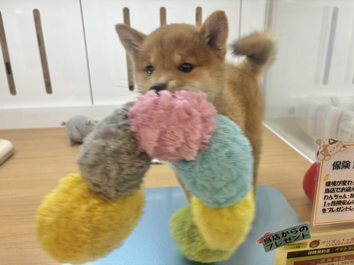柴犬