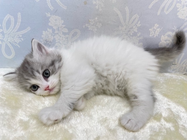 おもちゃよこせ( ˙꒳˙ᐢ )スコティッシュフォールド(ブルータビー&ホワイト)💙男の子🤍2026年2月14日生まれ スコティッシュフォールド