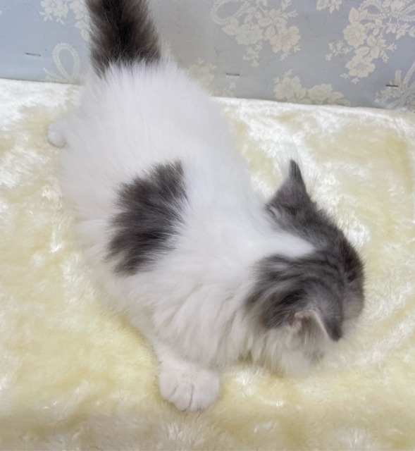 おもちゃよこせ( ˙꒳˙ᐢ )スコティッシュフォールド(ブルータビー&ホワイト)💙男の子🤍2026年2月14日生まれ スコティッシュフォールド