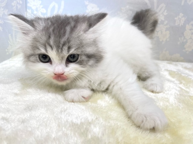 おもちゃよこせ( ˙꒳˙ᐢ )スコティッシュフォールド(ブルータビー&ホワイト)💙男の子🤍2026年2月14日生まれ スコティッシュフォールド