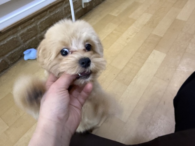マルプー