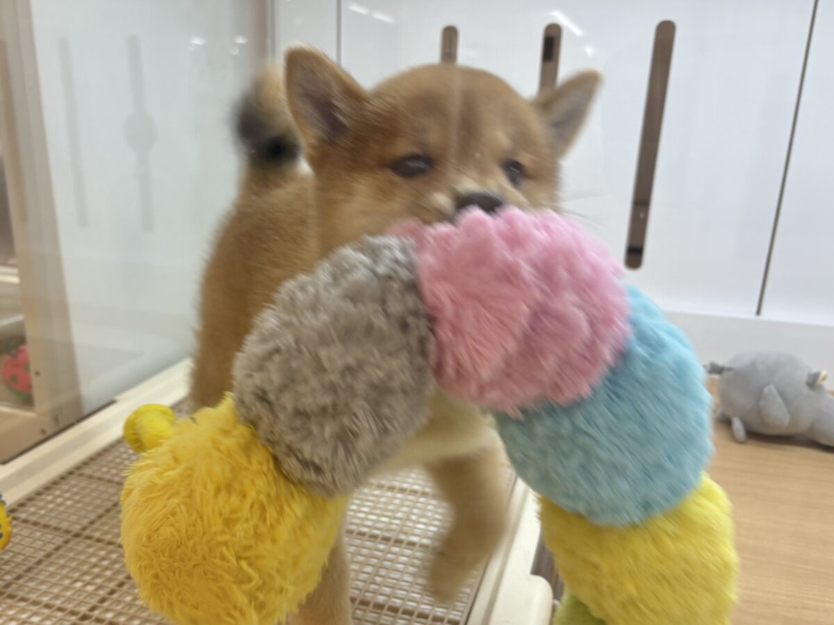 柴犬