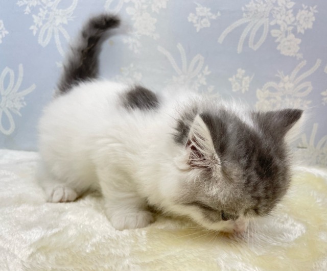 おもちゃよこせ( ˙꒳˙ᐢ )スコティッシュフォールド(ブルータビー&ホワイト)💙男の子🤍2026年2月14日生まれ スコティッシュフォールド