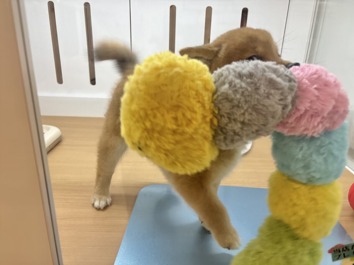 柴犬