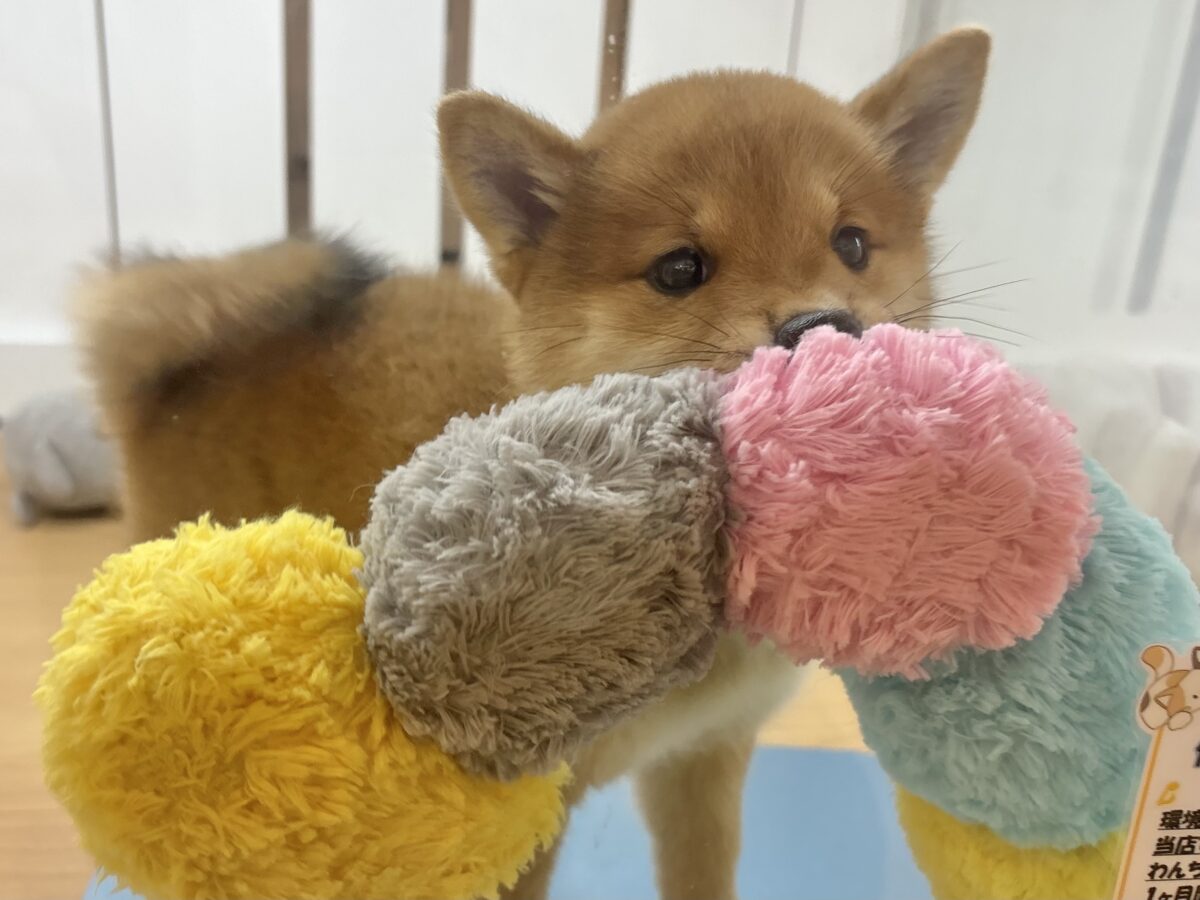 柴犬