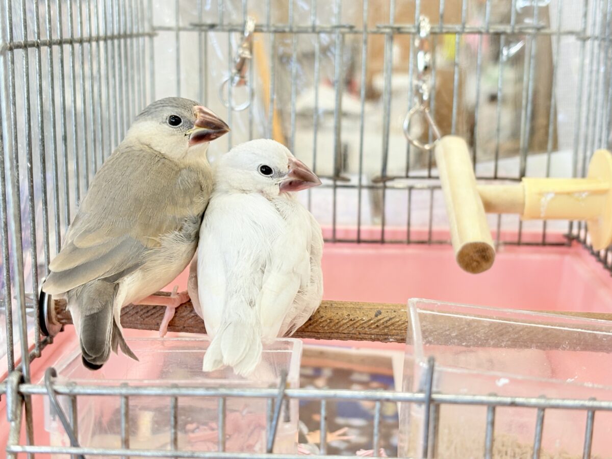 桜文鳥