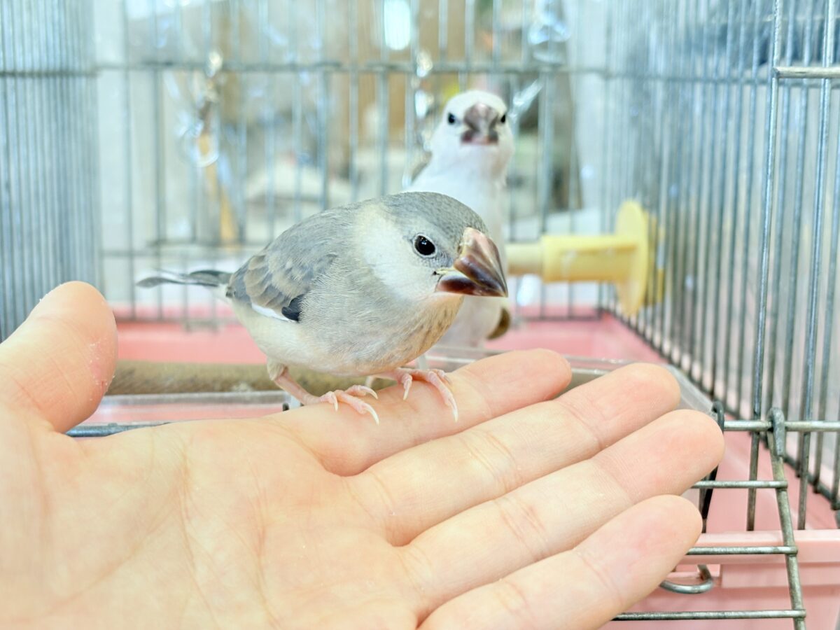 桜文鳥