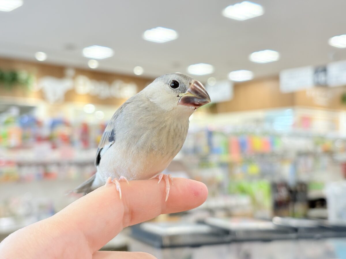 桜文鳥