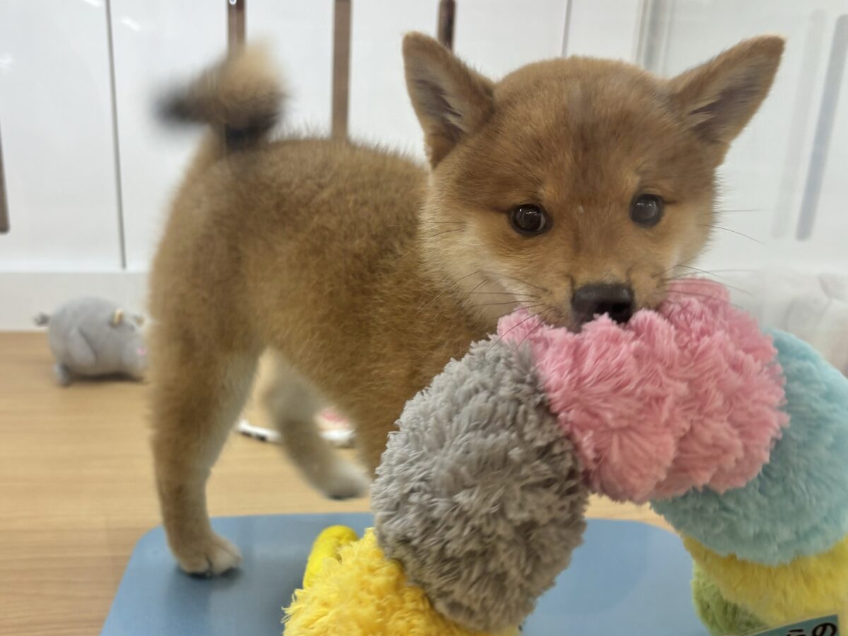 柴犬