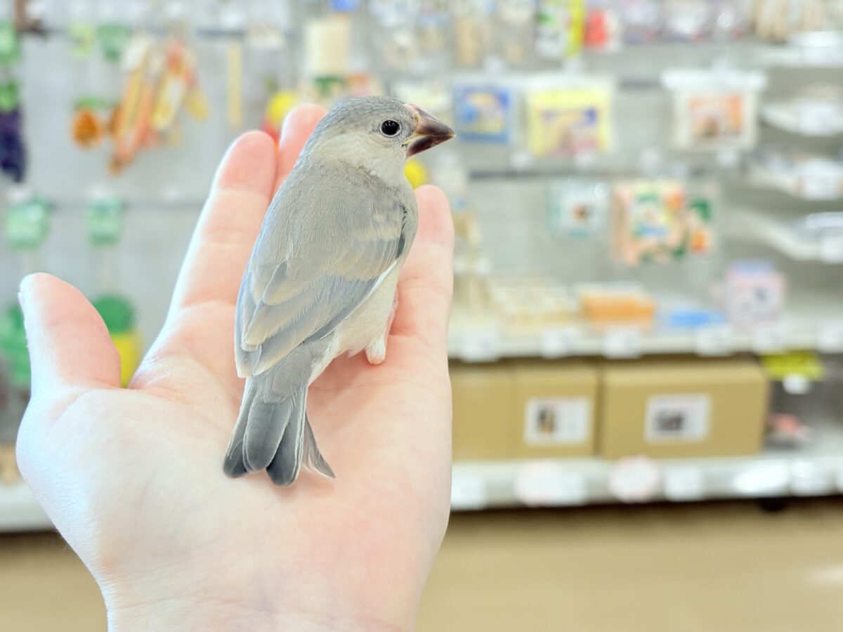 桜文鳥