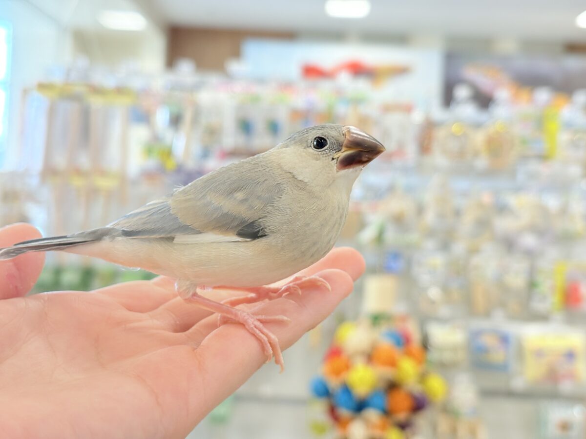 桜文鳥