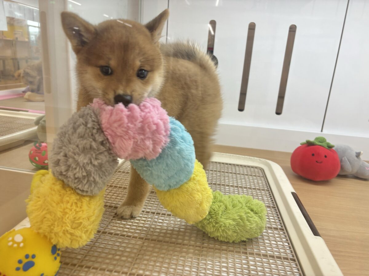 柴犬