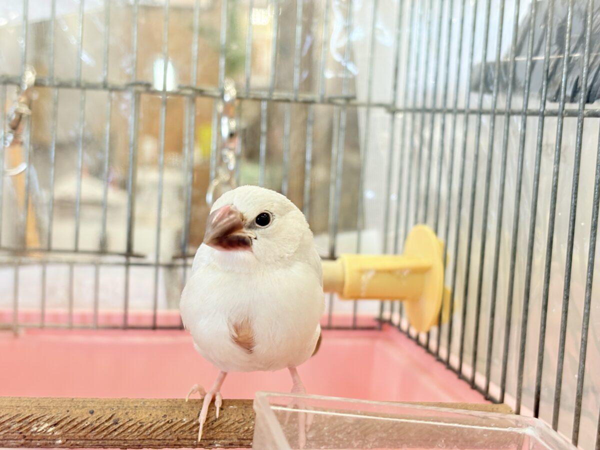 シルバー文鳥
