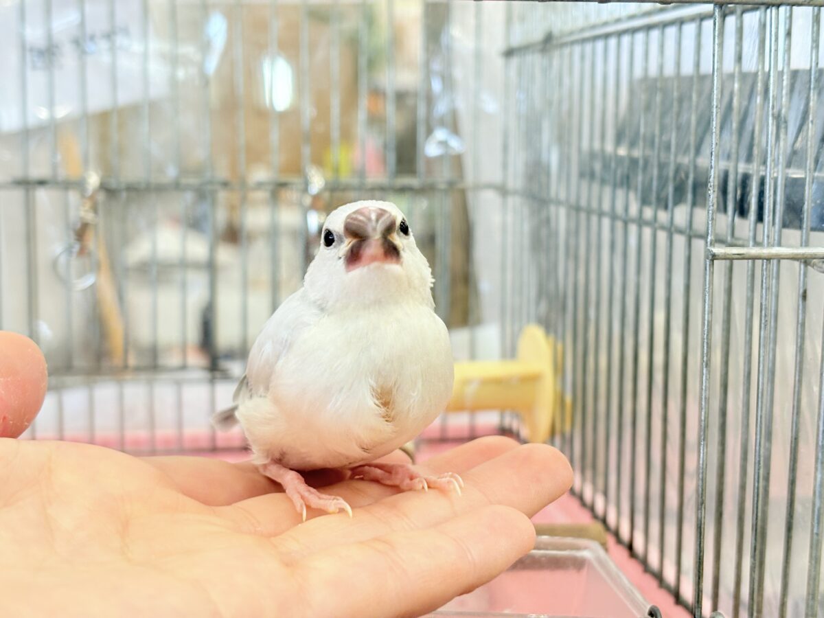 シルバー文鳥
