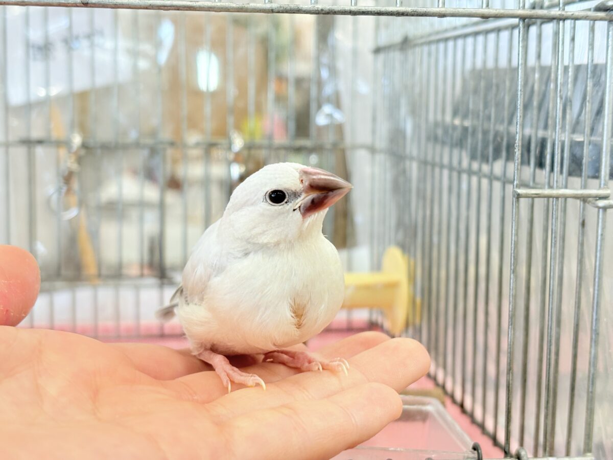 シルバー文鳥