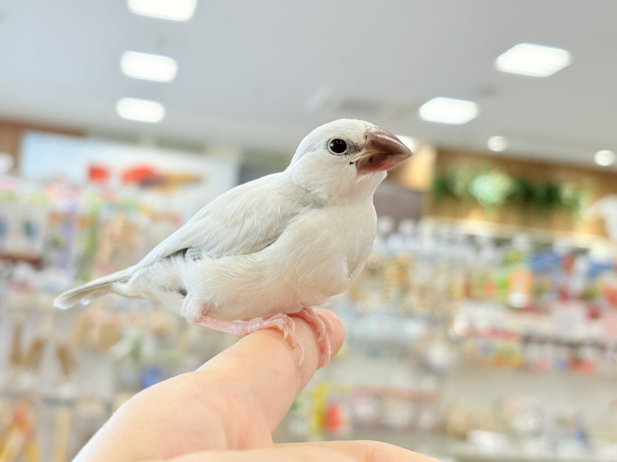 シルバー文鳥