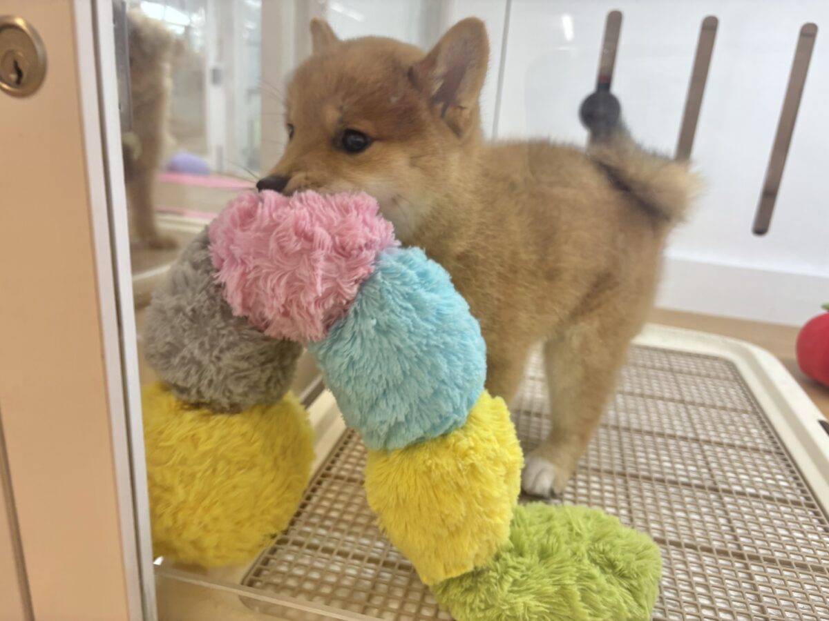 柴犬