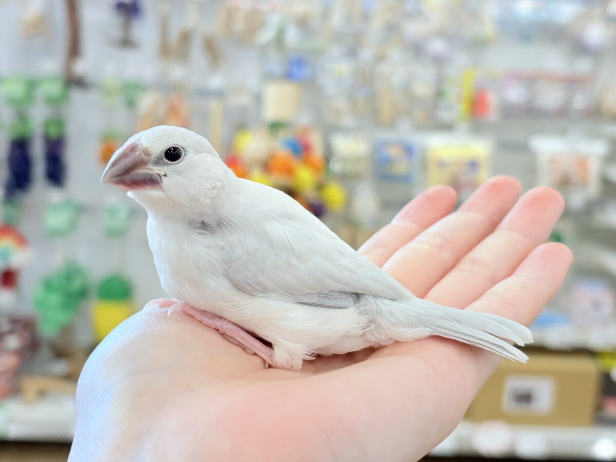 シルバー文鳥