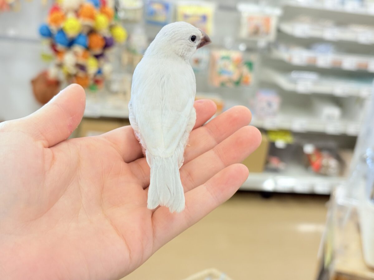 シルバー文鳥