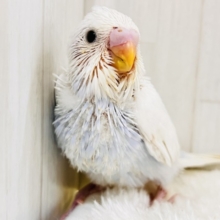 淡いブルーを抱えてるの🩵特別な1羽🎶セキセイインコのホワイトダブルファクターだよ🤍