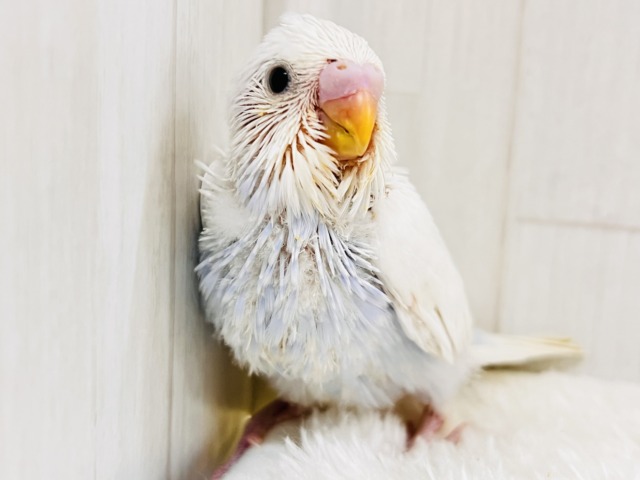 淡いブルーを抱えてるの🩵特別な1羽🎶セキセイインコのホワイトダブルファクターだよ🤍 淡いブルーを抱えてるの🩵特別な1羽🎶セキセイインコのホワイトダブルファクターだよ🤍